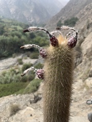 Haageocereus pseudomelanostele