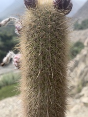 Haageocereus pseudomelanostele