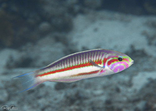 Klunzinger's Wrasse