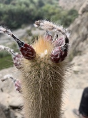 Haageocereus pseudomelanostele