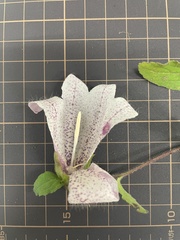 Campanula