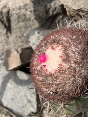 Melocactus peruvianus