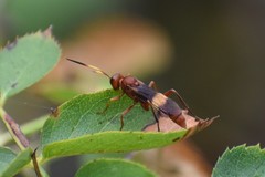 Trogomorpha arrogans