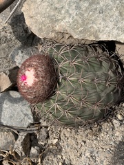 Melocactus peruvianus