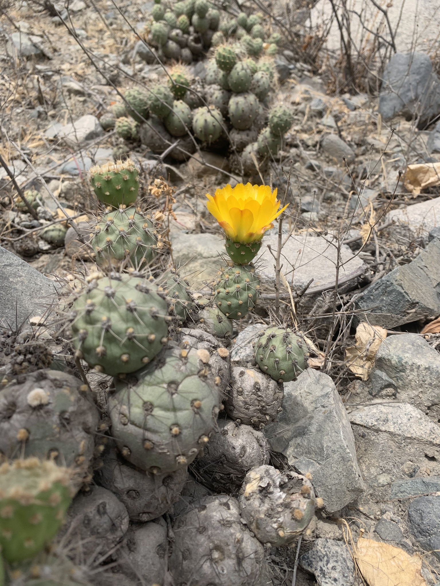 Cumulopuntia sphaerica
