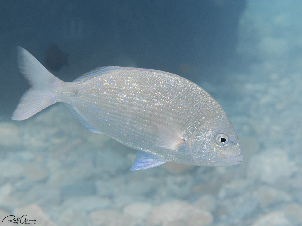 Arabian Pinfish