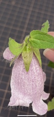 Campanula