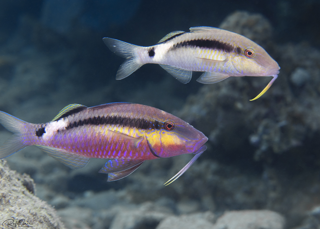 Long-barbel goatfish (Parupeneus macronemus) — Mullidae