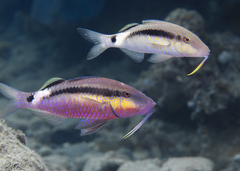 Band-Dot Goatfish photo 2