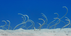 Red Sea Garden Eel photo 5