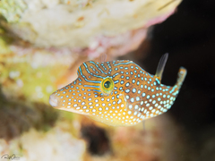 Canthigaster margaritata