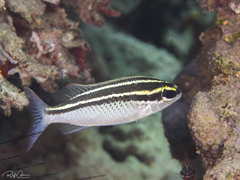 Arabian Monocle Bream photo 3