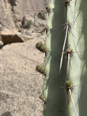Armatocereus matucanensis