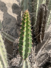 Armatocereus matucanensis