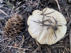 Tricholoma smithii