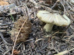 Tricholoma smithii