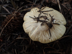 Tricholoma smithii