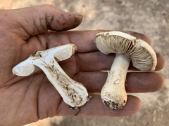 Tricholoma smithii