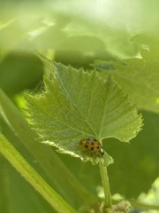 Harmonia axyridis