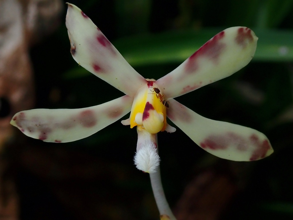 Dipodium ambiguum P.O'Byrne, Gokusing & A.Lamb 2