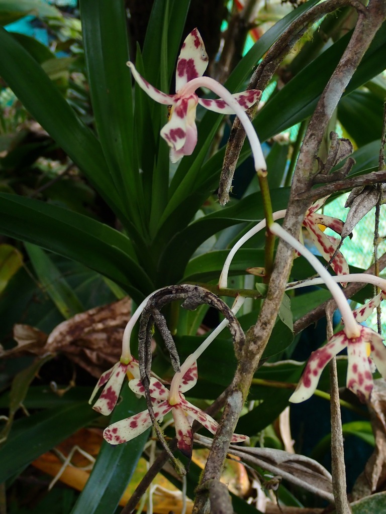 Dipodium ambiguum P.O'Byrne, Gokusing & A.Lamb 3
