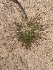 Eragrostis dielsii