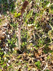 Micranthes hieraciifolia