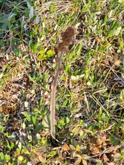 Micranthes hieraciifolia