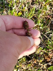 Micranthes hieraciifolia