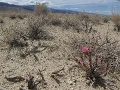 Micropuntia pulchella