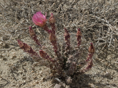 Micropuntia pulchella