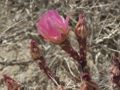 Micropuntia pulchella