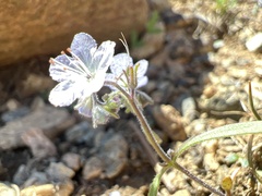 Phacelia pringlei