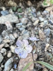 Phacelia pringlei