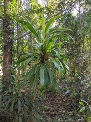 Cordyline rubra