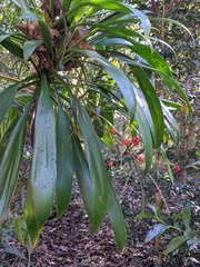 Cordyline rubra