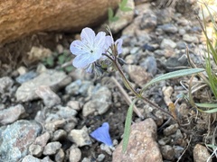 Phacelia pringlei