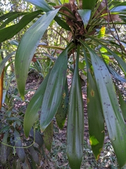 Cordyline rubra