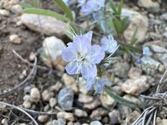 Phacelia pringlei