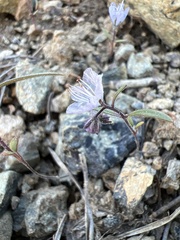 Phacelia pringlei