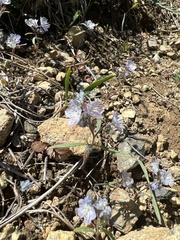 Phacelia pringlei