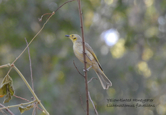Ptilotula flavescens