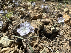 Phacelia pringlei