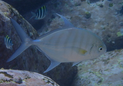 Ferdauia ferdau