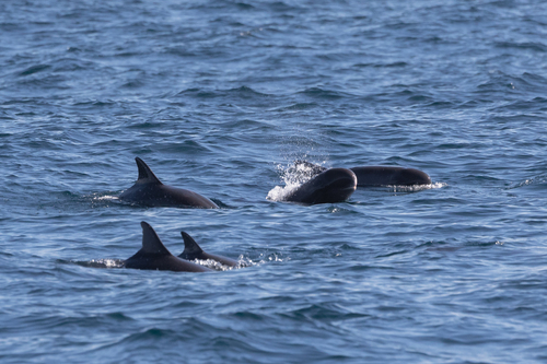 Photo of Pygmy Killer Whale (Feresa attenuata)