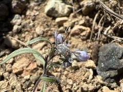 Phacelia pringlei