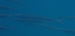Hyporhamphus