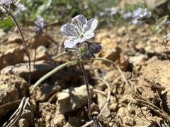 Phacelia pringlei