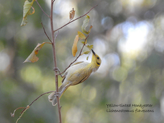 Ptilotula flavescens