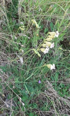 Silene ciliata